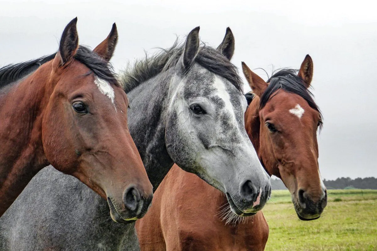 horses-g4a417ec1c_1920-1200x801jpg